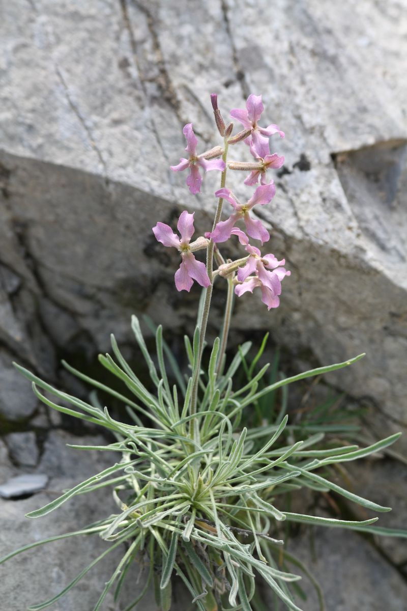 Matthiola incana  (L.) R.Br